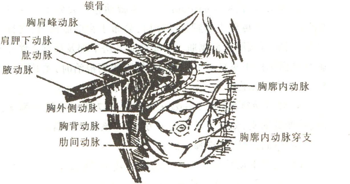 第二節(jié) 乳房的血液循環(huán)